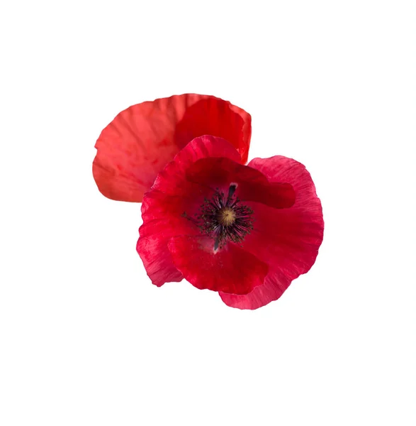 Beautiful Red Poppy Isolated White Background — Stock Photo, Image