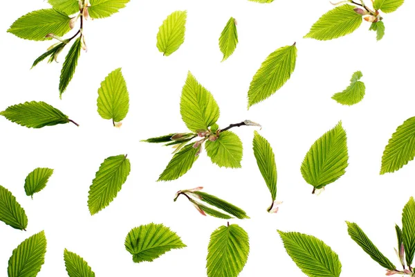 Νέοι Φρέσκα Πράσινα Φύλλα Λευκό Φόντο Όμορφο Ανοιξιάτικο Φόντο — Φωτογραφία Αρχείου