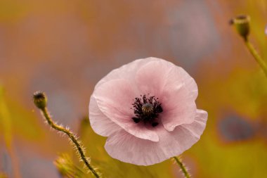 Güzel gelincikler. Haşhaş çiçekli yaz çayırı