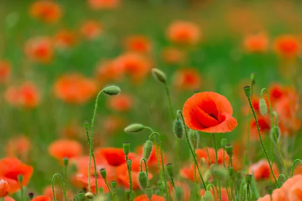 Beaux Coquelicots Rouges Sur Prairie Été Fleur Rouge Symbole Jour — Photo