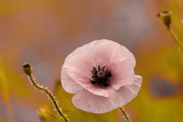 Lindas Papoilas Prado Verão Com Flor Papoula — Fotografia de Stock