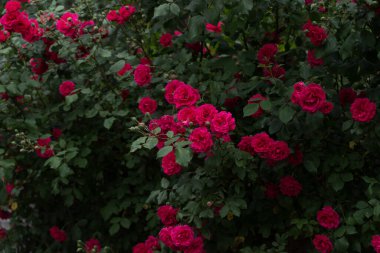Yaz bahçesindeki güzel güller. Koyu yeşil yapraklara karşı taze kırmızı güllerle kaplanmış karamsar çiçek arkaplanı.