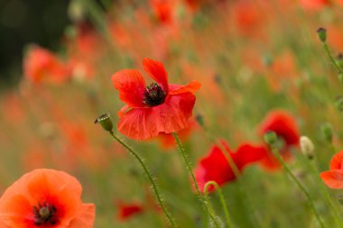 Yaz otlağında güzel kırmızı gelincikler. Kızıl Çiçek Anma Günü
