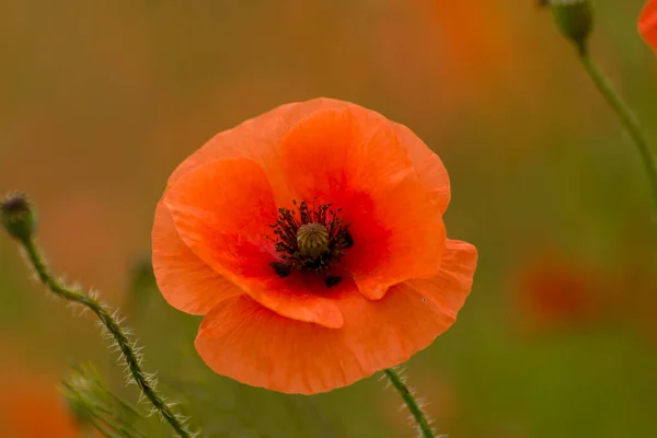 Vackra Röda Vallmo Sommarängen Röd Blomma Symbol Hågkomst Dag — Stockfoto