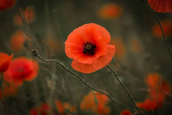 Schöne Rote Mohnblumen Auf Der Sommerwiese Rote Blume Symbolisiert Gedenktag — Stockfoto
