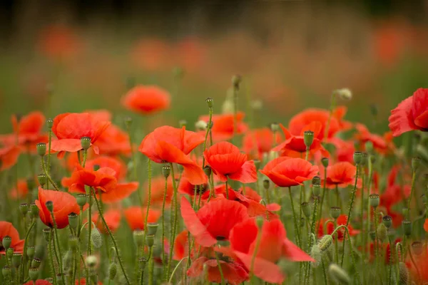 Bellissimi Papaveri Rossi Sul Prato Estivo Giorno Ricordo Simbolo Fiore — Foto Stock