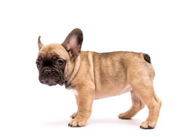 Tatlı Fransız Bulldog köpek yavrusu bej rengi. Beyaz arka planda şirin bir köpek yavrusu..