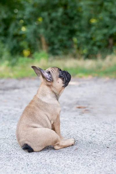 可爱的法国斗牛犬幼犬米色 可爱的小狗 — 图库照片