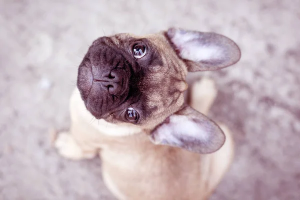 Schattige Franse Bulldog Puppy Beige Kleur Schattig Hondje — Stockfoto