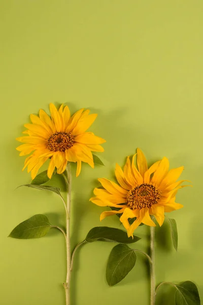 Sonnenblumen Auf Grünem Papier Hintergrund Minimalistischer Floraler Hintergrund — Stockfoto