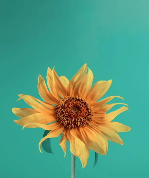 Auringonkukka Väripaperilla Taustalla Minimalistinen Kukkatausta — kuvapankkivalokuva