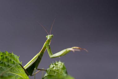 Avrupa Peygamberdevesi kadın ya da peygamber devesi dini koyu arkaplana yaklaşır. Büyük yırtıcı böcekler