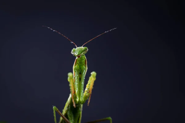 Evropská Kudlanka Nábožná Nebo Kudlanka Nábožná Zblízka Temném Pozadí Velký — Stock fotografie