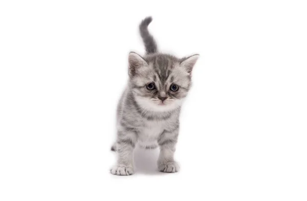 Lindo Gris Escocés Pliegue Pequeño Gatito Aislado Sobre Fondo Blanco —  Fotos de Stock