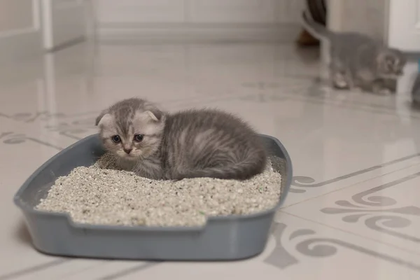 Cute Little Grey Scottish Kitten Litter Relieving Doing Its Toilet — Stock Photo, Image