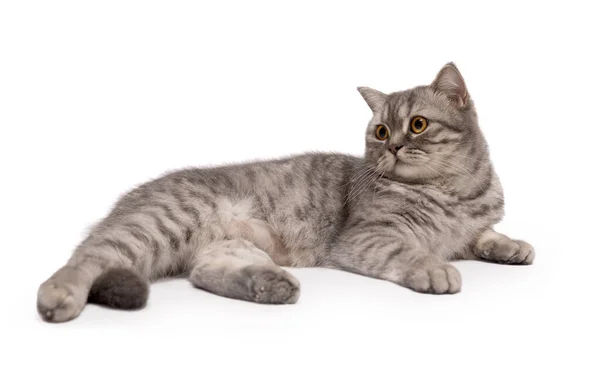 Linda Cinza Escocês Jovem Gato Isolado Fundo Branco — Fotografia de Stock