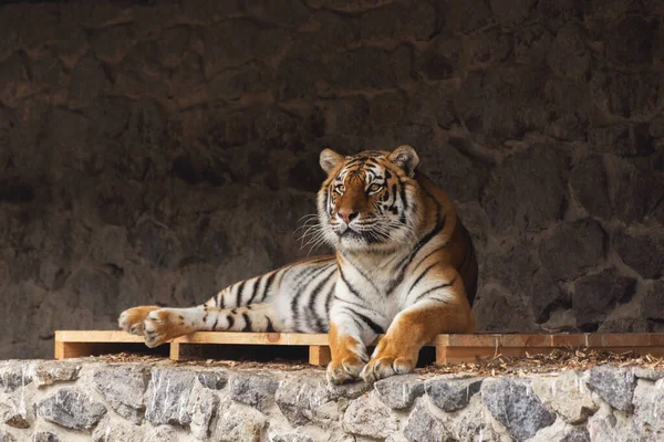 Retrato Jovem Tigre Bonito Descansando Chão Jardim Zoológico — Fotografia de Stock