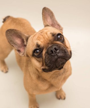 Bej renkli sevimli genç Fransız Bulldog 'u. Bir köpeğin yakın portresi.