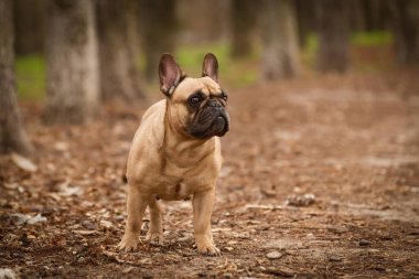 Sevimli Fawn Renkli Fransız Bulldog 'u ormanda yürüyor.