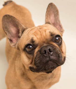 Bej renkli sevimli genç Fransız Bulldog 'u. Bir köpeğin yakın portresi.