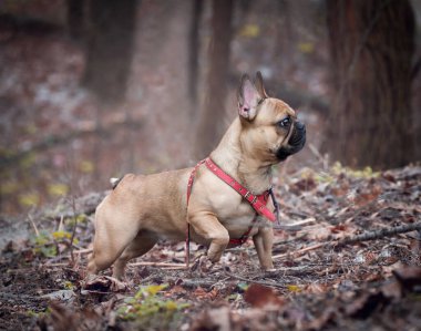 Sevimli Fawn Renkli Genç Fransız Bulldog Ormanda yürüyor.