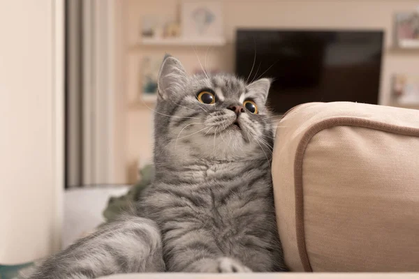 Mooie Grijze Schotse Jonge Kat Zittend Koets Het Interieur Van — Stockfoto