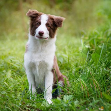 Yerde oturan sevimli Border collie yavrusu. Parkta dört aylık sevimli pofuduk köpek yavrusu.
