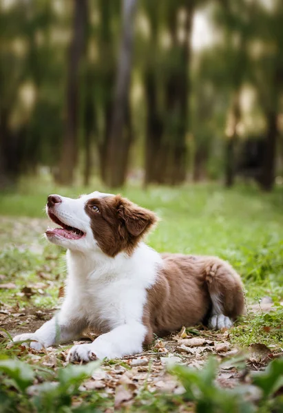 Adorable Border Collie Puppy Sitting Ground Four Months Old Cute — Stock Photo, Image