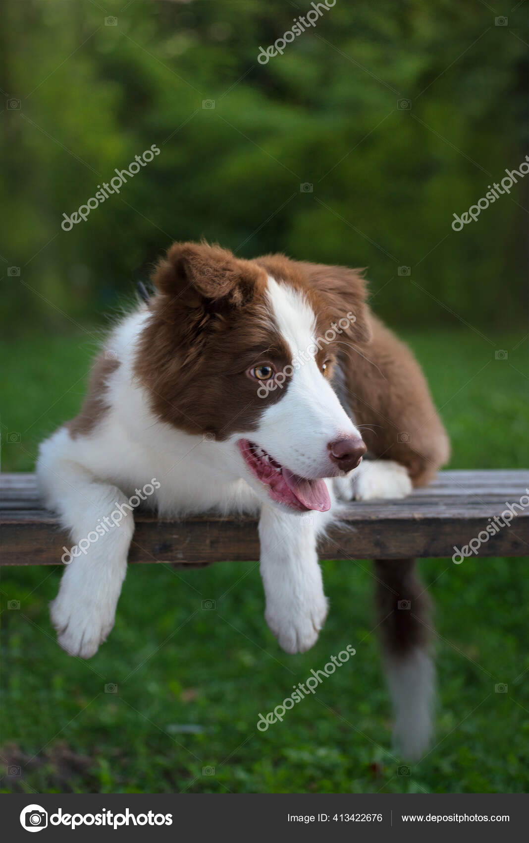 fluffy border collie puppy