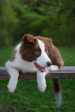 Yerde oturan sevimli Border collie yavrusu. Parkta dört aylık sevimli pofuduk köpek yavrusu.