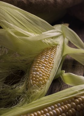Eski ahşap bir masada taze çiğ mısır. Sonbahar hasadı hala karanlık bir ruh hali içinde..