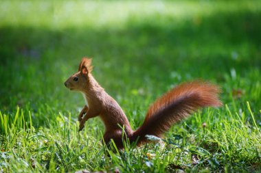Güzel kırmızı tüylü sincap sonbahar ormanında büyük ceviz yiyor. Meraklı sincap portresi