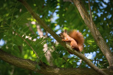 Güzel kırmızı tüylü sincap sonbahar ormanında büyük ceviz yiyor. Meraklı sincap portresi