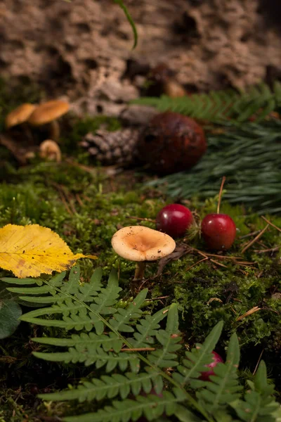 Naturalny Dekoracyjny Rama Zielony Mech Grzyb Liść Paproć Dziki Czerwienny — Zdjęcie stockowe