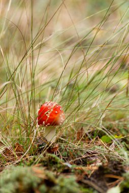 Uzun yeşil çimenlerin üzerinde zehirli mantar Amanita ya da Fly Agaric Mantarları. Dikey doğal sonbahar arkaplanı.