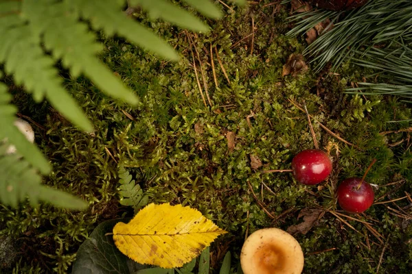 Naturalny Dekoracyjny Rama Zielony Mech Grzyb Liść Paproć Dziki Czerwienny — Zdjęcie stockowe