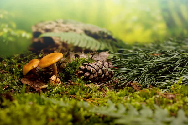 Paisagem Macro Chão Floresta Com Cogumelo Ramo Abeto Cone Pinho — Fotografia de Stock