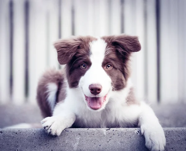 Liebenswerter Border Collie Welpe Auf Dem Boden Sitzend Vier Monate — Stockfoto