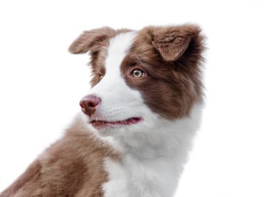 Yerde oturan sevimli Border collie köpeğinin portresi. Şehir parkında dört aylık sevimli tüylü köpek yavrusu.