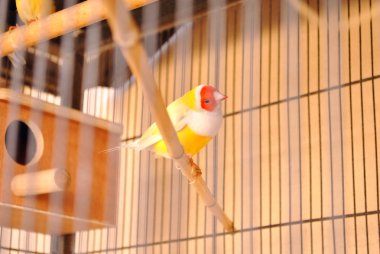 Gouldian finch içinde belgili tanımlık kafes