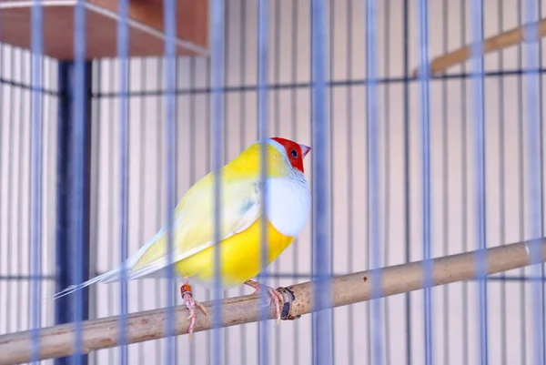 Gouldian Finch Gaiola — Fotografia de Stock