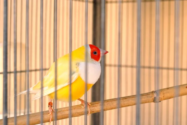 Gouldian Finch Cage — Stock Photo, Image