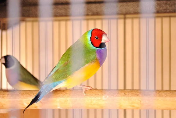 Gouldian Finch Gaiola — Fotografia de Stock