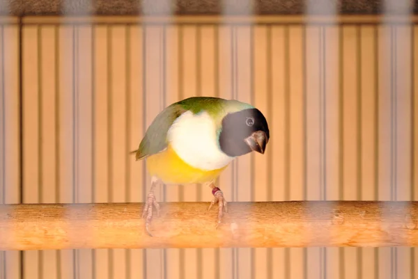 Gouldian finch in the cage