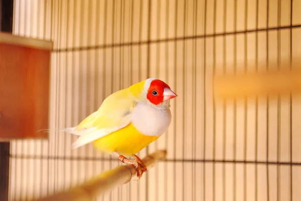Gouldian finch in the cage