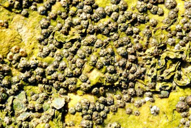 Barnacle grup sahilde