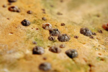 Barnacle grup sahilde