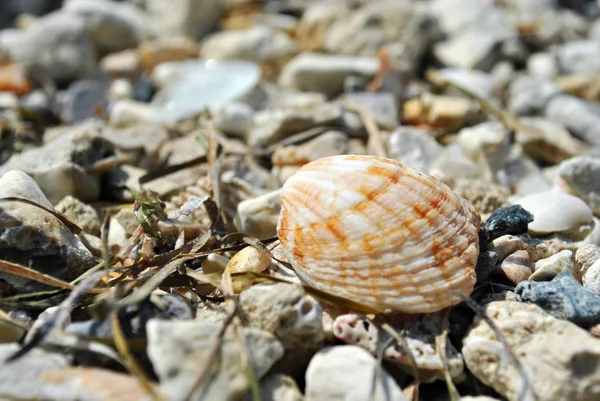 Close View Sea Shell Beach — Stock Photo, Image