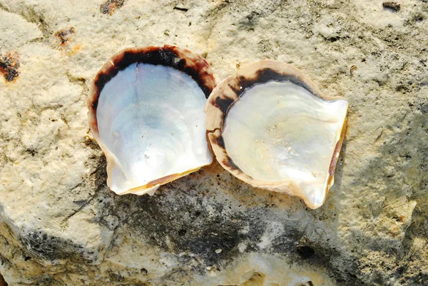 Zár Megjelöl Kilátás Tengerre Shell Strandon — Stock Fotó