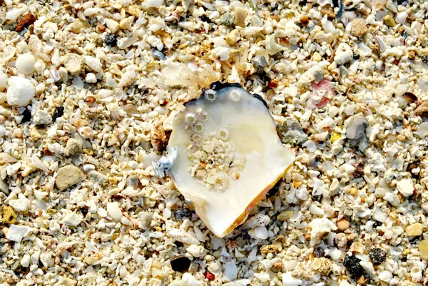 Close View Sea Shell Beach — Stock Photo, Image